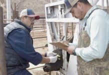 Recupera Sonora exportación de ganado con más de 54 mil reses