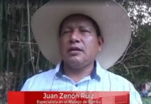 Promueven cultivo de plantación de bambú y construcción de obras con esta especie