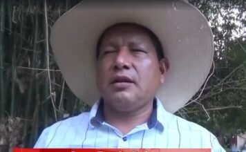 Promueven cultivo de plantación de bambú y construcción de obras con esta especie