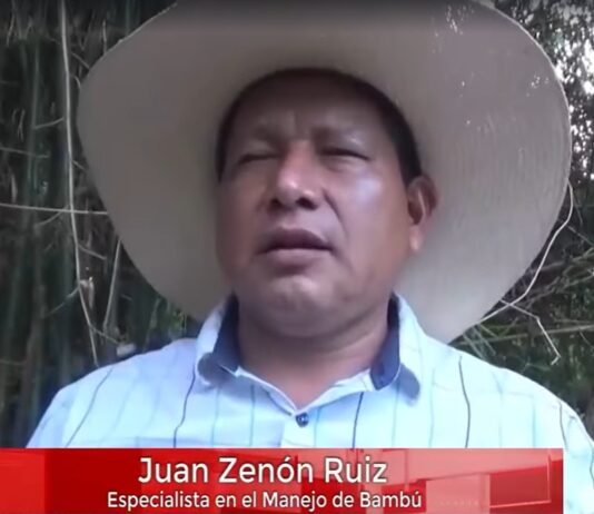 Promueven cultivo de plantación de bambú y construcción de obras con esta especie